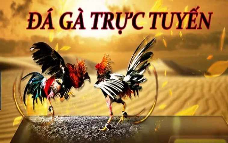 Đá Gà Hi88 Hấp Dẫn Tham Gia Ngay Để Trải Nghiệm Thắng Lớn 1 Đá Gà Hi88 Hấp Dẫn Tham Gia Ngay Để Trải Nghiệm Thắng Lớn
